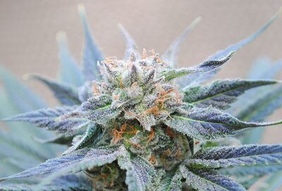 Skunk+